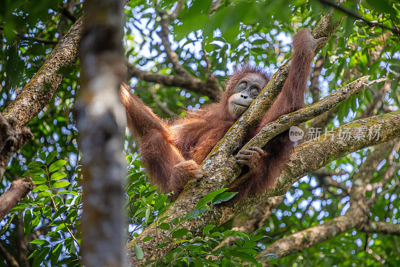 雌性苏门答腊猩猩，Pongo abelii在丛林中的一棵树上休息